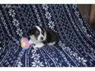 Pembroke Welsh Corgi Puppy for sale in Paxinos, PA, USA