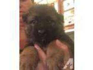 German Shepherd Dog Puppy for sale in MOUNT VISION, NY, USA