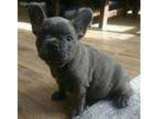 French Bulldog Puppy for sale in Yorktown Heights, NY, USA