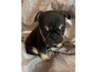 French Bulldog Puppy for sale in Toledo, OH, USA