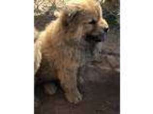 Chow Chow Puppy for sale in Apple Valley, CA, USA