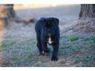 Cane Corso Puppy for sale in Amherst, VA, USA
