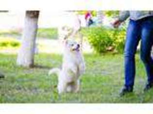 Samoyed Puppy for sale in Monroe, GA, USA