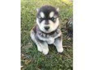 Alaskan Malamute Puppy for sale in Mayslick, KY, USA