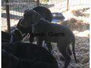 Great Dane Puppy for sale in Burlington, KY, USA