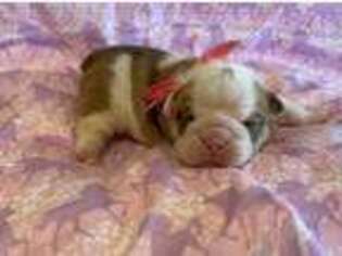 Bulldog Puppy for sale in Tulsa, OK, USA