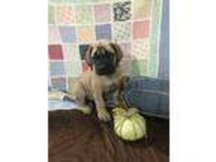 Mastiff Puppy for sale in Cisne, IL, USA