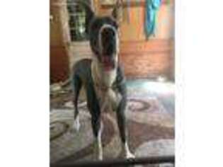Great Dane Puppy for sale in Pavo, GA, USA