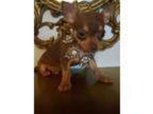 Chihuahua Puppy for sale in Richlands, NC, USA