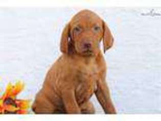 Vizsla Puppy for sale in Lancaster, PA, USA