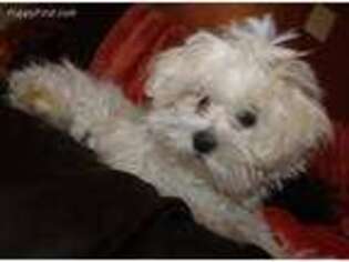 Maltese Puppy for sale in Billings, MO, USA