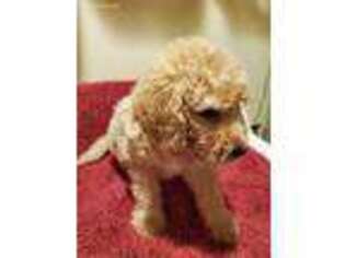 Mutt Puppy for sale in Lillian, AL, USA