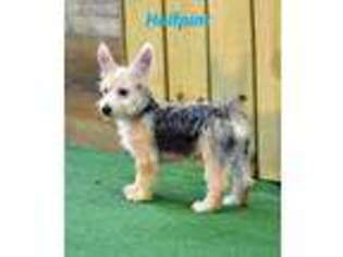 Yorkshire Terrier Puppy for sale in Maysville, OK, USA