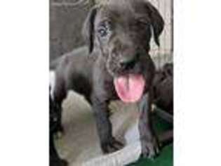 Great Dane Puppy for sale in Inverness, FL, USA