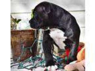 Olde English Bulldogge Puppy for sale in Denton, TX, USA