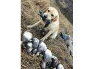 Labrador Retriever Puppy for sale in Cookeville, TN, USA