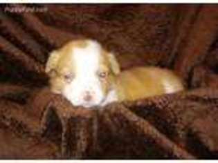 Miniature Australian Shepherd Puppy for sale in Woodleaf, NC, USA