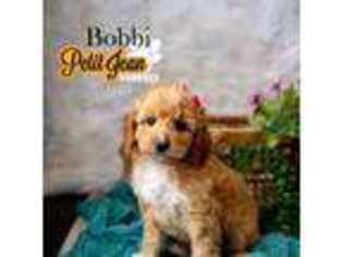 Goldendoodle Puppy for sale in Perryville, AR, USA