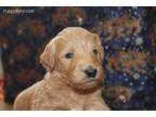 Goldendoodle Puppy for sale in Wadsworth, IL, USA