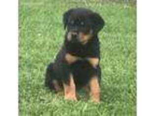 Rottweiler Puppy for sale in Griggsville, IL, USA