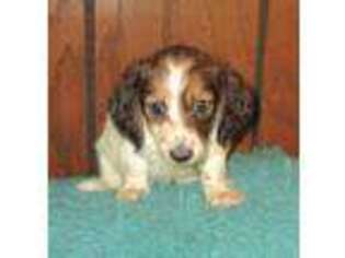 Dachshund Puppy for sale in Uniontown, KS, USA