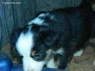 Miniature Australian Shepherd Puppy for sale in Roseville, OH, USA