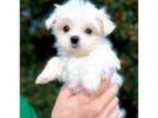 Maltese Puppy for sale in Newton, NC, USA