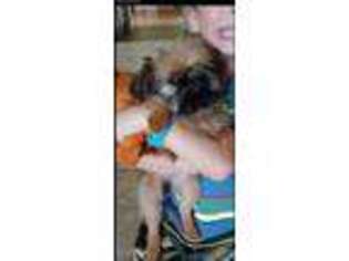 Brussels Griffon Puppy for sale in Fletcher, NC, USA