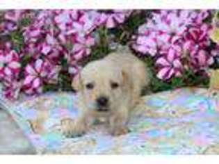 Labrador Retriever Puppy for sale in Worley, ID, USA