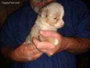 Miniature Australian Shepherd Puppy for sale in Conover, NC, USA