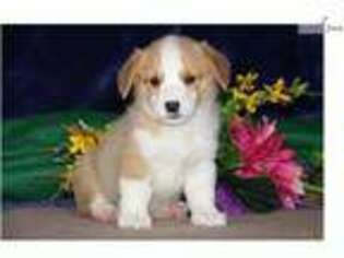 Pembroke Welsh Corgi Puppy for sale in Harrisburg, PA, USA