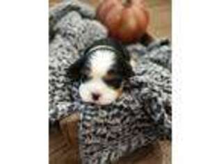 Cavalier King Charles Spaniel Puppy for sale in Silver Springs, NY, USA