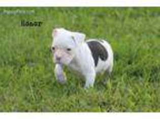 American Bulldog Puppy for sale in Clayton, OH, USA