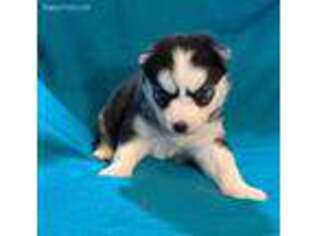 Siberian Husky Puppy for sale in Eldorado, OK, USA