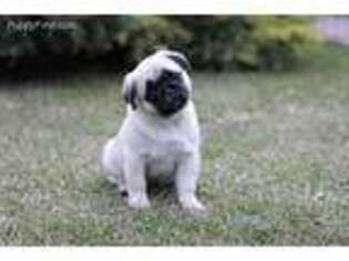 Pug Puppy for sale in Greenport, NY, USA