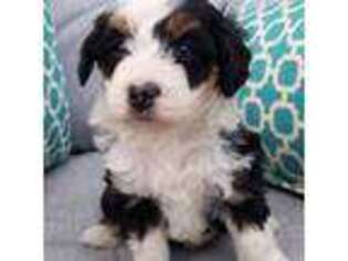 Mutt Puppy for sale in Fort Dodge, IA, USA