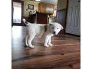 Mutt Puppy for sale in Edgar Springs, MO, USA