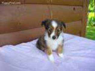 Shetland Sheepdog Puppy for sale in Macomb, MO, USA