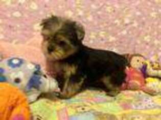 Yorkshire Terrier Puppy for sale in Pompano Beach, FL, USA
