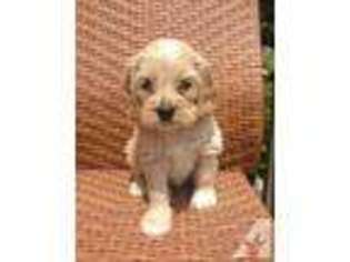 Cavapoo Puppy for sale in SOUTHBURY, CT, USA