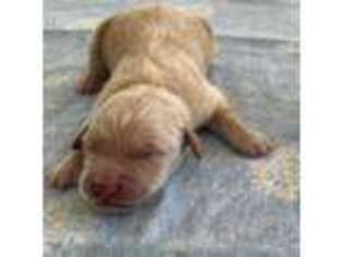 Golden Retriever Puppy for sale in Virginia Beach, VA, USA