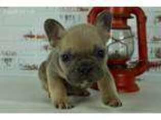 French Bulldog Puppy for sale in Atwood, IL, USA