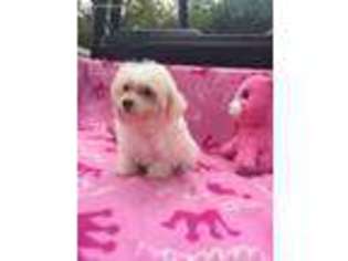 Maltese Puppy for sale in Jacksonville, TX, USA