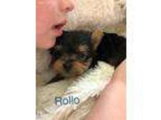 Yorkshire Terrier Puppy for sale in Billerica, MA, USA