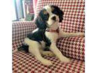 Cavalier King Charles Spaniel Puppy for sale in Winston Salem, NC, USA