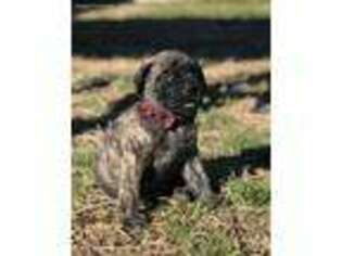 Mastiff Puppy for sale in Copperas Cove, TX, USA