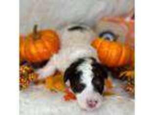 Mutt Puppy for sale in Whatley, AL, USA