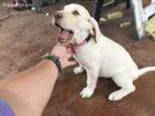 Labrador Retriever Puppy for sale in Midlothian, TX, USA