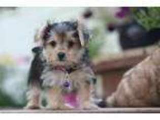 Mutt Puppy for sale in Jefferson, SD, USA