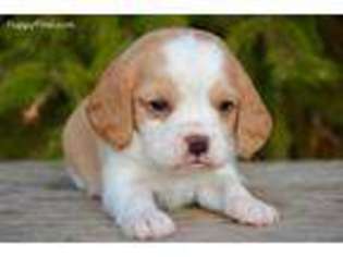 Beagle Puppy for sale in Tripp, SD, USA